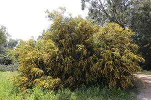 Mimosa tree blooms in the city park photo