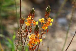 flores de verano en un parque de la ciudad en el norte de israel foto