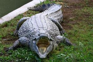 Large crocodiles in the Hamat - Gader nature reserve in northern Israel photo