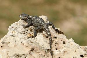 The lizard sits on a large stone in a city park. photo