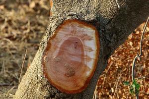 Color and texture of tree bark photo