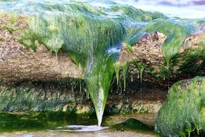 Green algae on the Mediterranean coast photo