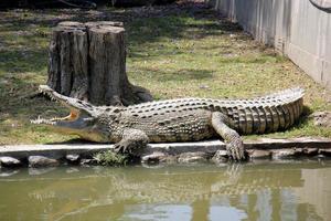 Large crocodiles in the Hamat - Gader nature reserve in northern Israel photo