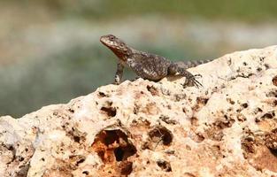 The lizard sits on a large stone in a city park. photo