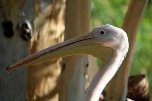 Big white pelican on the seashore photo