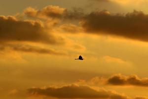 a large flock of cranes flies in the sky photo