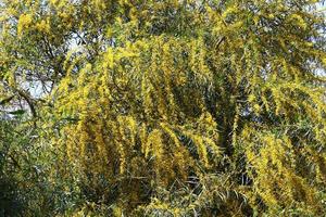 Mimosa tree blooms in the city park photo