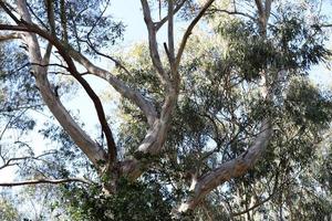 Curved trunk of a tall tree photo