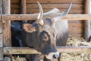 portrait of a bull photo