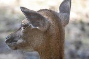 deer in the sun photo