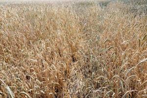 corn field in the sun photo