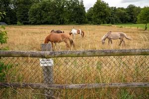 horse in the field with fence photo