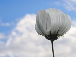 flor blanca contra el cielo azul foto