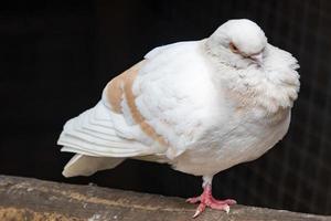 close up of a dove photo