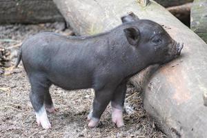 Pot-bellied pig in the sun photo