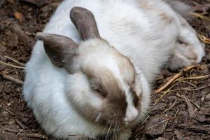 retrato de un conejo foto