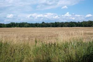 corn field in the sun photo