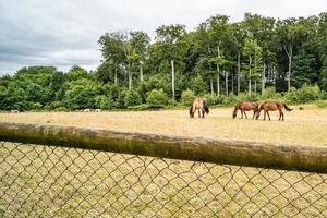 horse in the field with fence photo