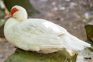 portrait of a duck photo