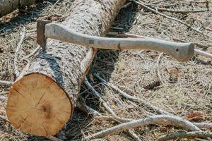 pile of firewood photo