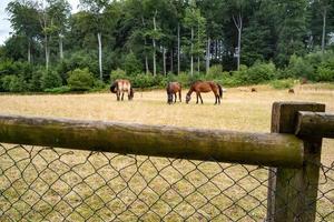 horse in the field with fence photo