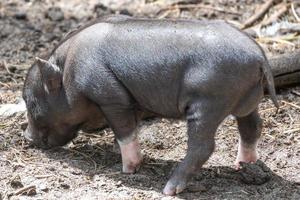 Pot-bellied pig in the sun photo