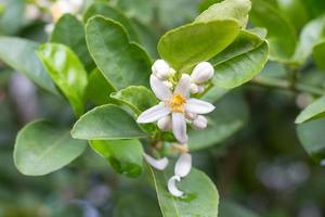 The Lime flowers are yellowish white color which it can develop into fruit. photo