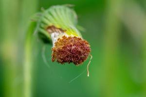 foto macro de hermosas flores en el medio silvestre