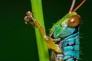 Macro photo of grasshoppers in the wild