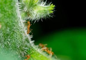 A macro photo of the red ant animal