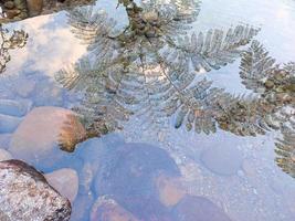 the reflection of the tree looks beautiful in the water photo