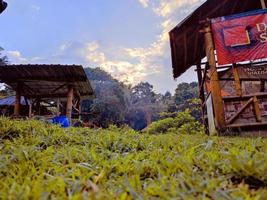 beautiful view in the garden in the afternoon photo