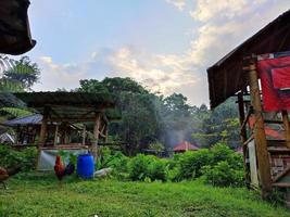 beautiful scenery in the afternoon accompanied by a rooster photo