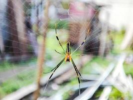 the yellow spider on the tree is in its nest photo