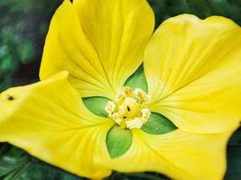 beautiful yellow flower photo