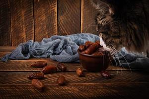 Dried date fruit in bowl on wooden background. Delicious dates fruit photo