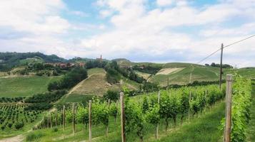 paisajes de vides e hileras de uvas en monta d'alba en el langhe piamontés foto