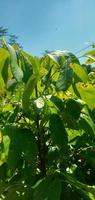 longan leaves exposed to the morning sun photo