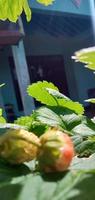 strawberry plant with ripe fruit photo