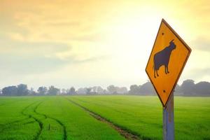 concéntrese en el viejo cartel de cruce de vacas de precaución con un campo de arroz verde borroso en el fondo rural a la hora de la mañana foto