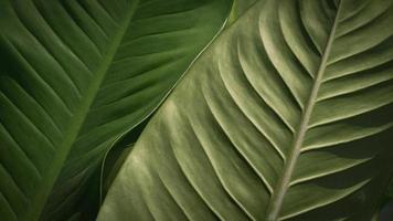 Close up abstract lines pattern with sunlight on front and backside green Dieffenbachia sp. leaves surface in botanical garden photo