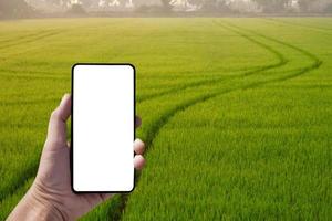 mano de hombre sosteniendo un teléfono inteligente con pantalla en blanco y fondo borroso de las pistas del tractor del rociador de línea curva después de rociar completamente fertilizantes o herbicidas químicos en un campo de arroz verde colorido foto