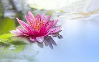 Selective focus at pollen of pink waterlily or lotus flower is blooming in pond with morning soft sunlight on surface photo