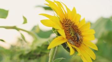 vista frontal abelha coberta de pólen coletando néctar girassol amarelo por inseto close-up view. imagens macro de flores polinizadoras de abelhas no verão. video