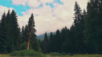 belle forêt de sapins timelapse statique avec mouvement de nuages dynamiques dans la région de racha en géorgie video