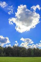 Natural panorama view sunny day green plants trees forest Germany. photo