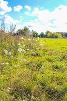 Natural panorama view with flowers green plants trees forest Germany. photo