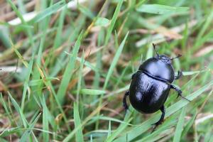 Beautiful purple blue dung beetle is crawling on grass Germany. photo