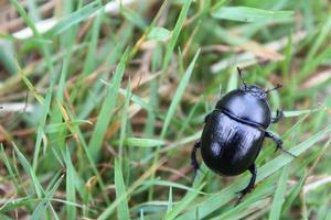 hermoso escarabajo de estiércol azul púrpura se arrastra sobre la hierba alemania. foto