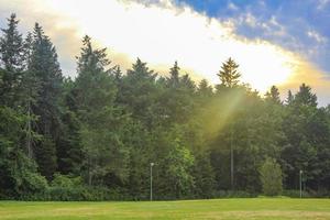 Natural panorama view with pathway green plants trees forest Germany. photo